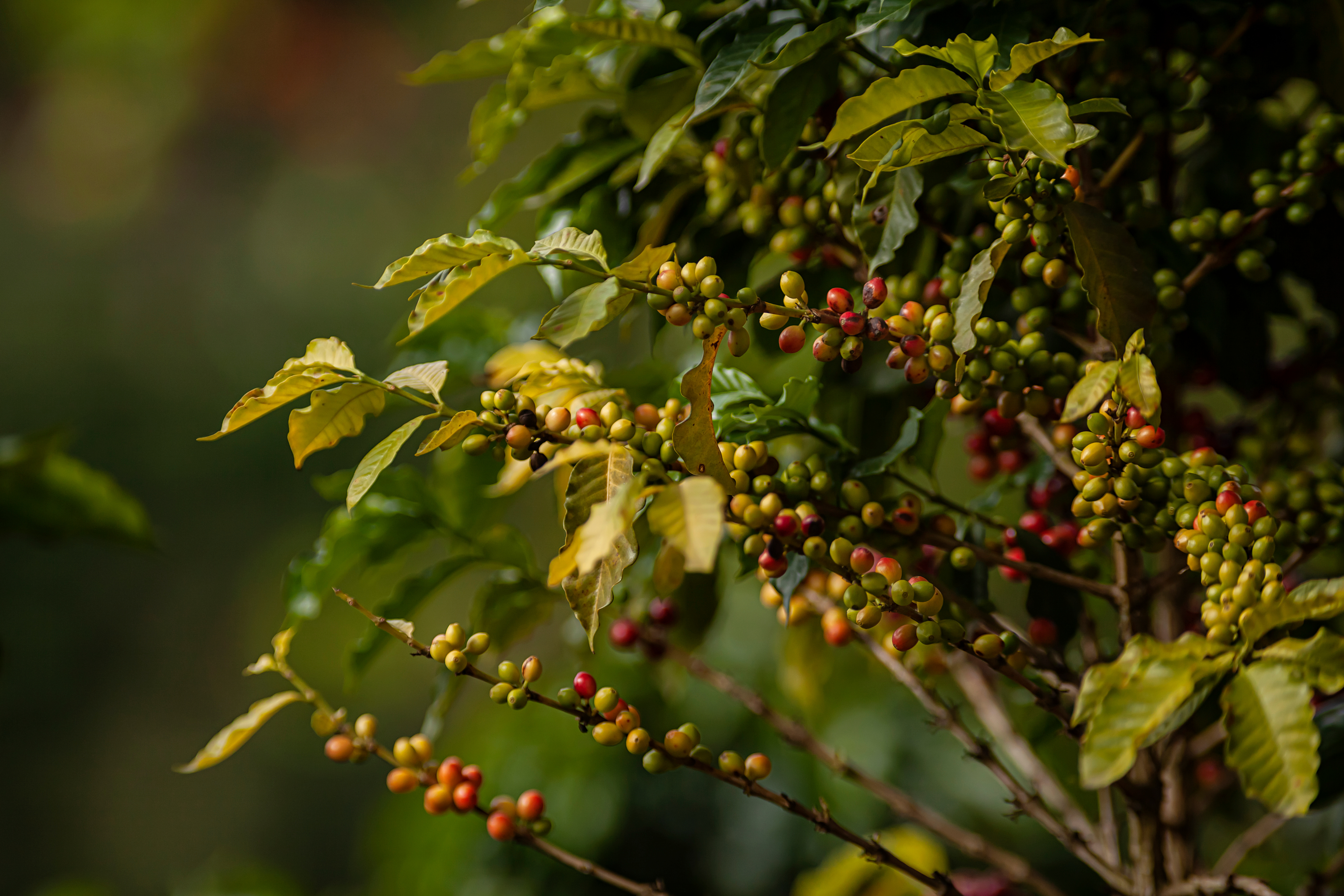 kaffee-kategorie